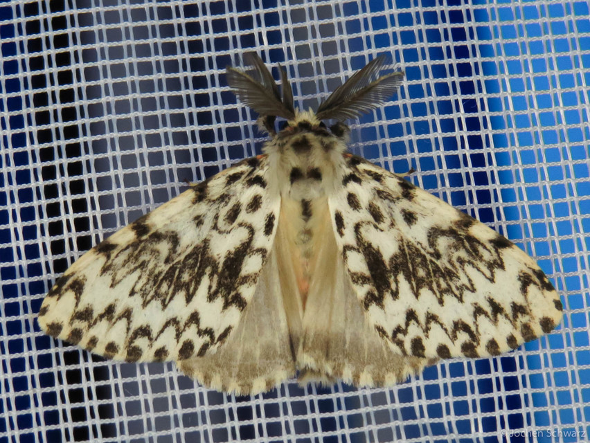 Lymantria monacha - apácalepke