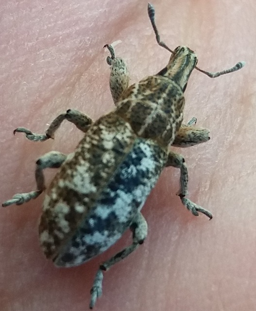 Cyphocleonus dealbatus - márványos barkó