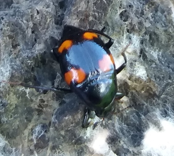 Scaphidium quadrimaculatum - négyfoltos sajkabogár