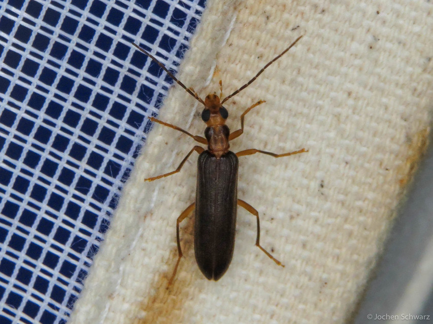 Nacerdes carniolica - karnóliai álcincér