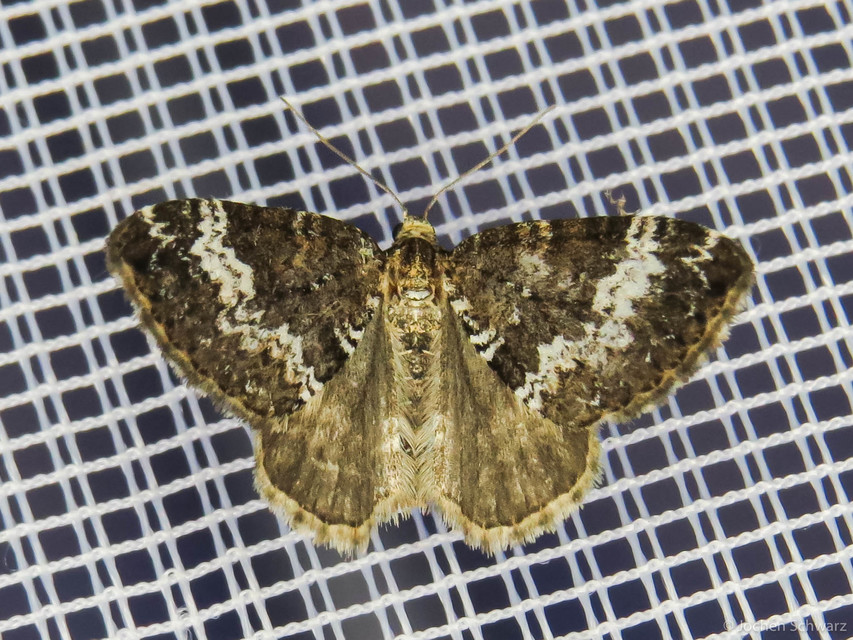 Perizoma alchemillata - árvacsalán-araszoló