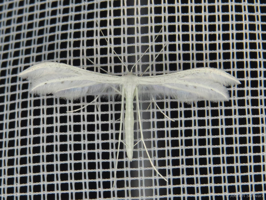 Pterophorus pentadactyla - fehér tollasmoly