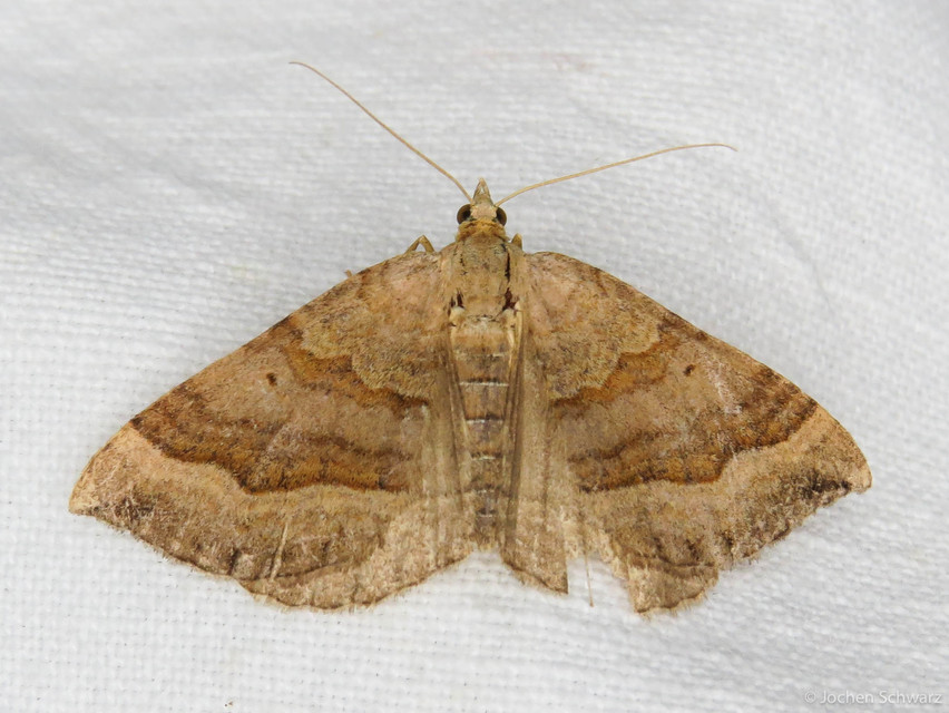 Scotopteryx chenopodiata - libatop-araszoló