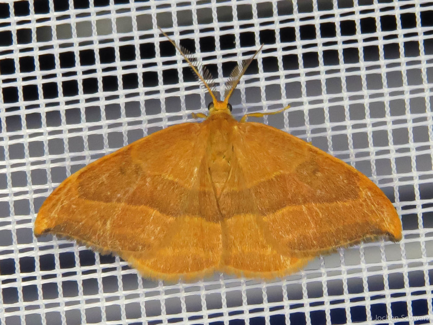 Watsonalla cultraria - bükkfa-sarlósszövő