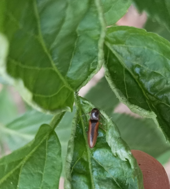 Dalopius marginatus - szegélyes pattanó