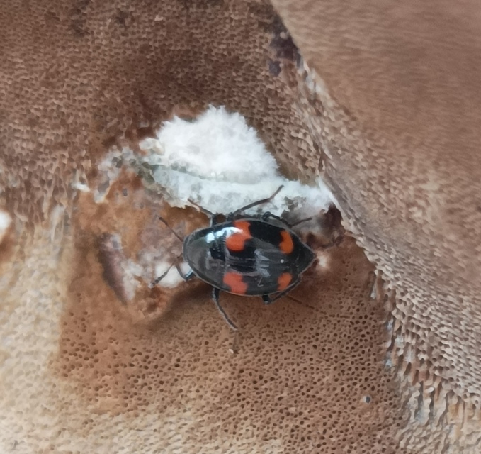 Scaphidium quadrimaculatum - négyfoltos sajkabogár