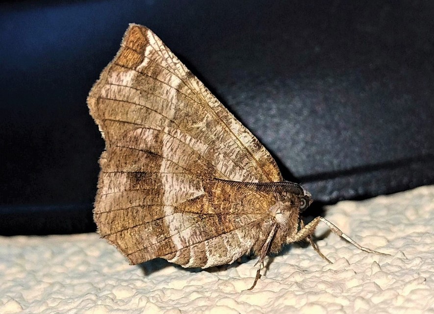 Selenia dentaria - kétfoltos holdasaraszoló