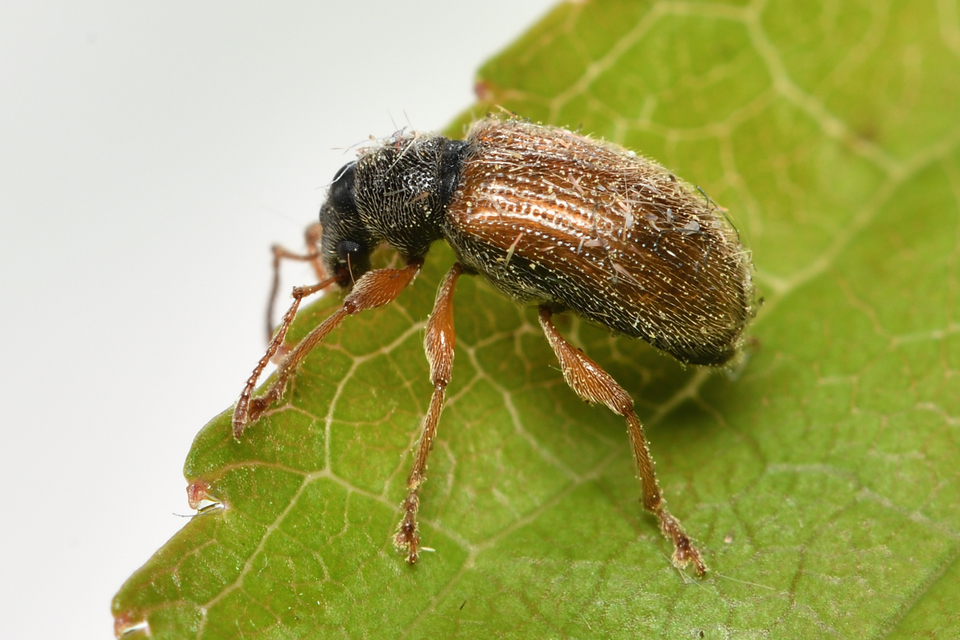 Phyllobius oblongus - közönséges levélormányos