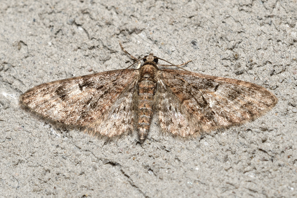 Eupithecia abbreviata - korai törpearaszoló