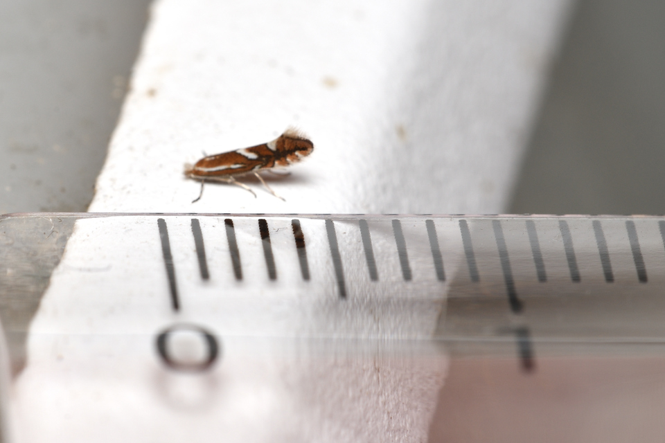 Phyllonorycter
