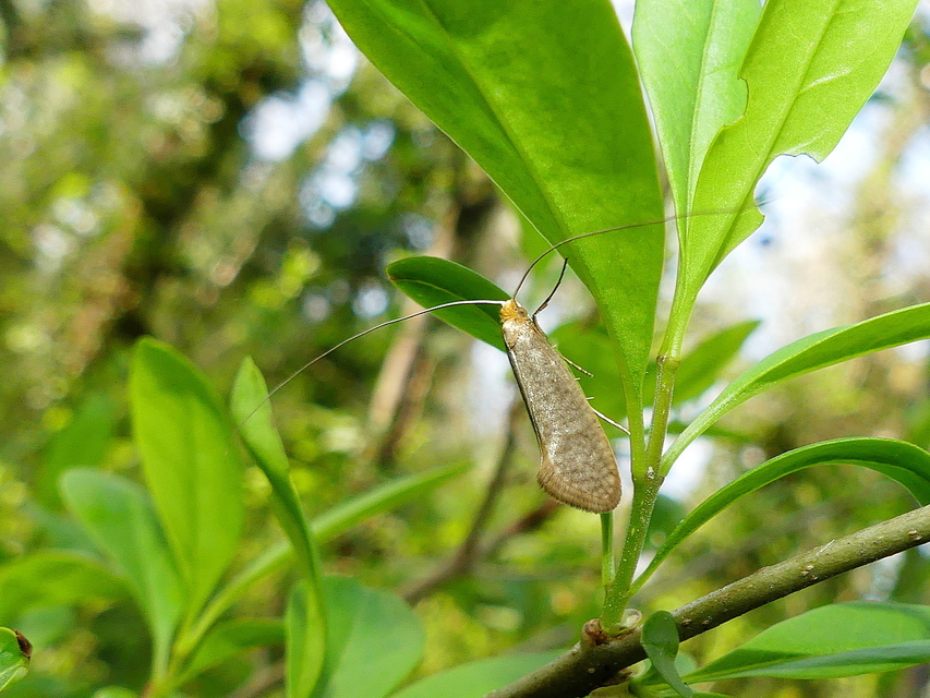 Nematopogon