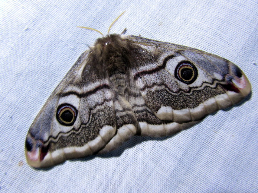 Saturnia pavoniella/pavonia