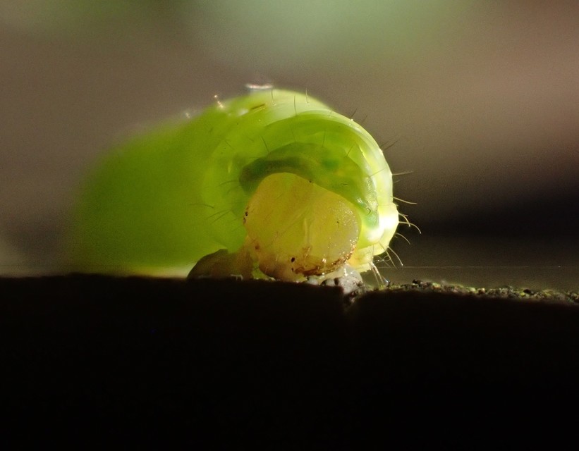 Epirrita christyi/dilutata