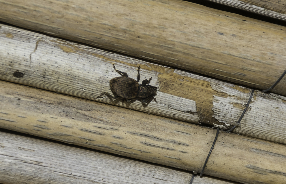 Otiorhynchus raucus - molyhos gyalogormányos