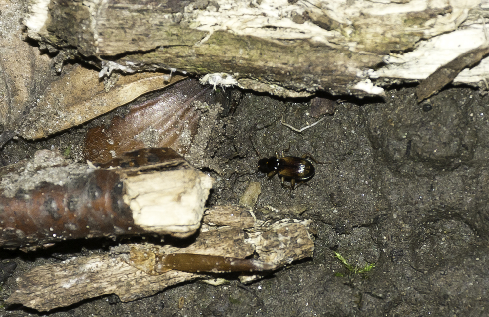 Bembidion subcostatum vau - rövidszárnyú gyorsfutó
