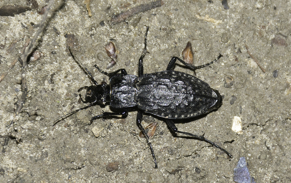 Carabus nodulosus - dunántúli vízifutrinka Carabus nodulosus - dunántúli vízifutrinka