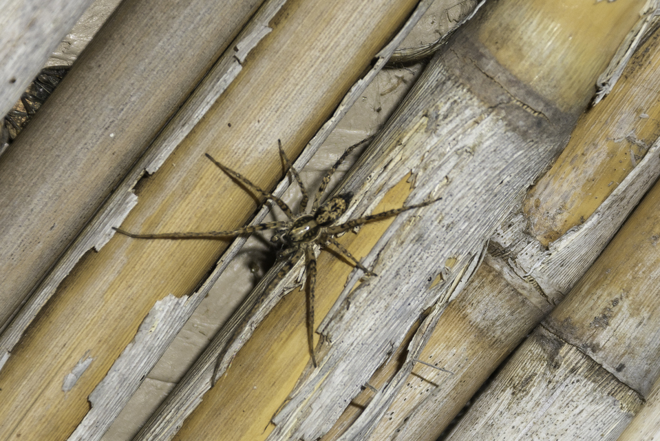 Anyphaena accentuata - jegyespók