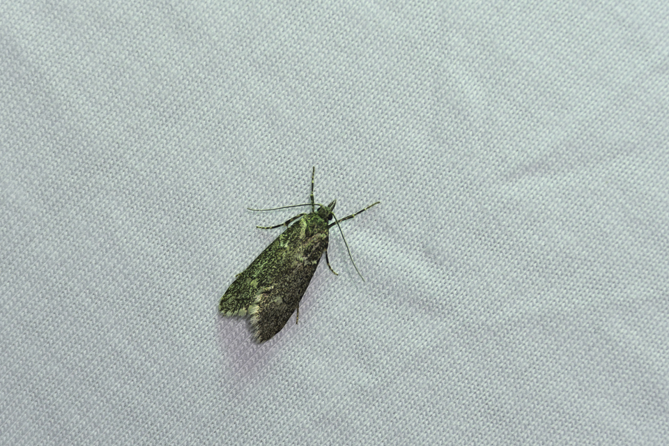 Diurnea fagella - szürke tavaszimoly