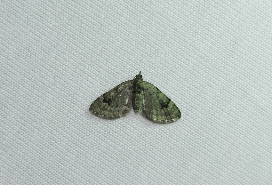 Chloroclystis v-ata - zöldes törpearaszoló