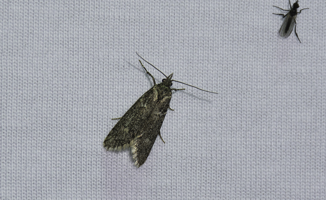 Diurnea fagella - szürke tavaszimoly