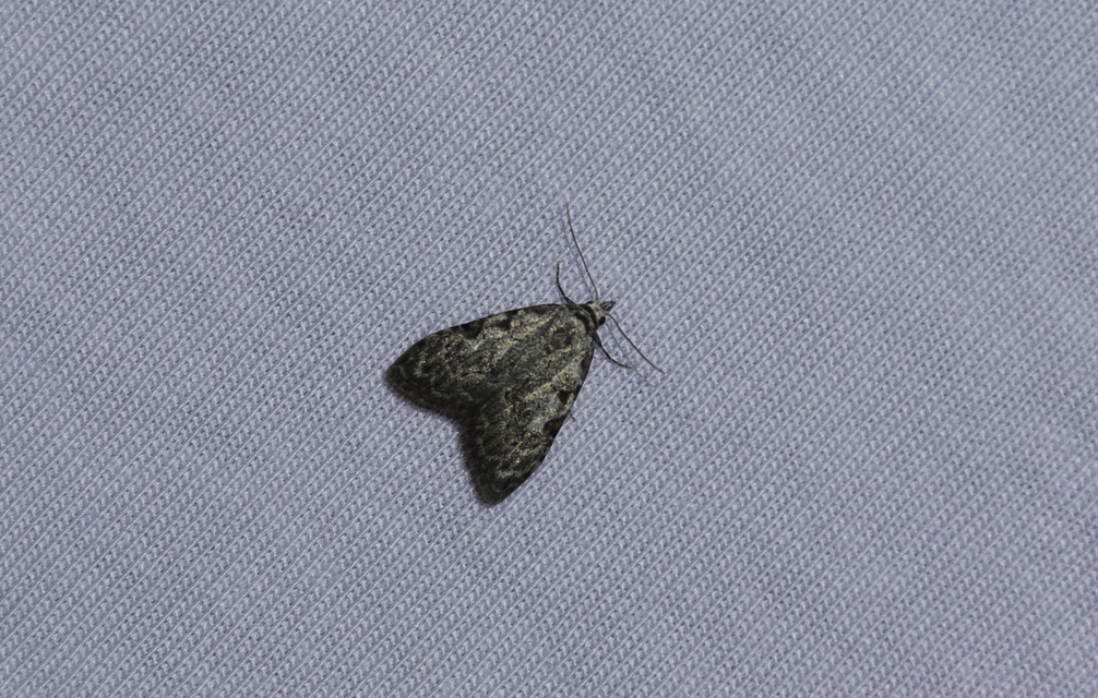 Nola confusalis - apró pamacsosszövő