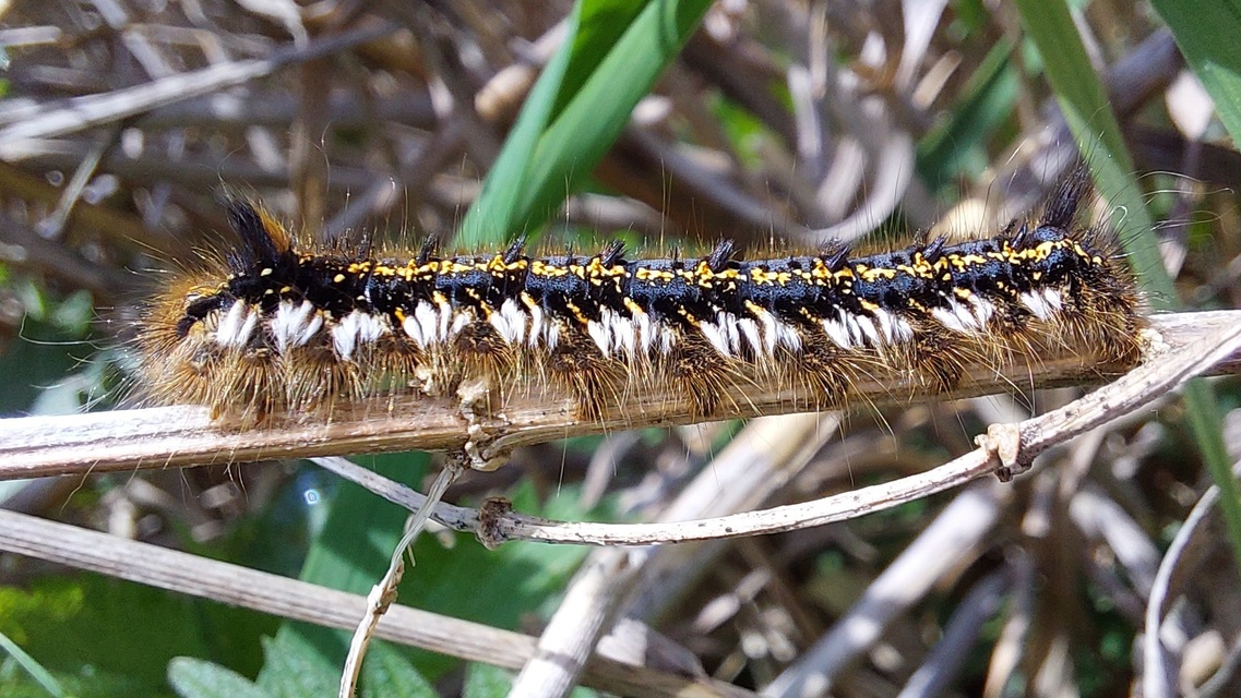 Euthrix potatoria - szomjas pohók