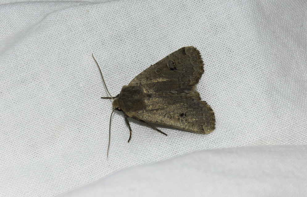 Conistra erythrocephala - vörösfejű őszibagoly