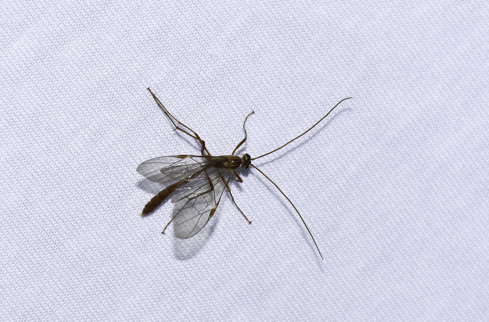 Ophion obscuratus