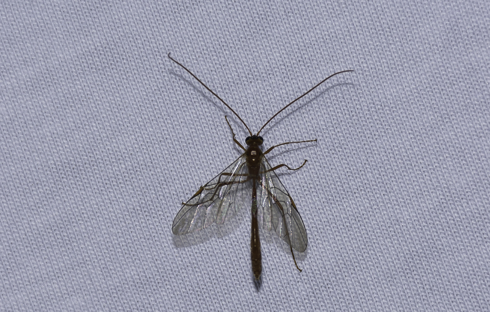 Ophion