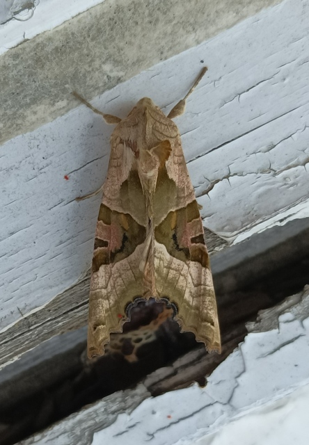 Phlogophora meticulosa - vándorló csipkésbagoly
