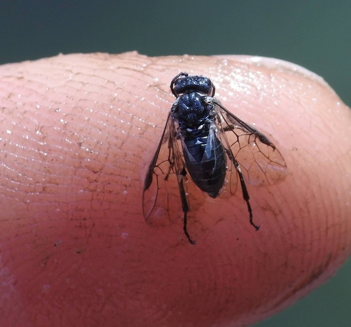 Hymenoptera - Hártyásszárnyúak