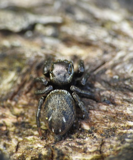 Araneae - Pókok