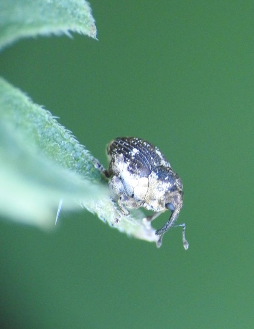 Nedyus quadrimaculatus - közönséges csalánormányos