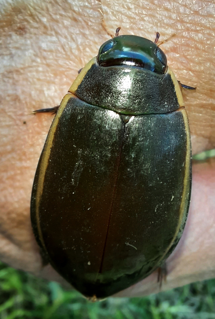 Cybister lateralimarginalis - nagy búvárbogár