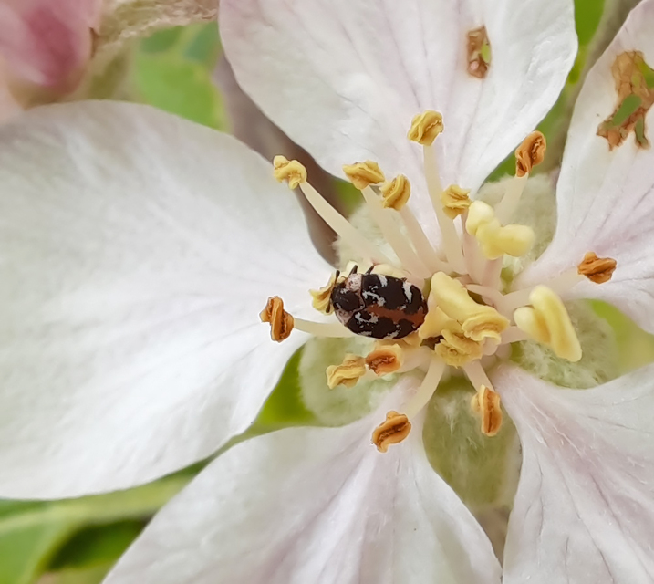 Anthrenus scrophulariae - nagy múzeumbogár