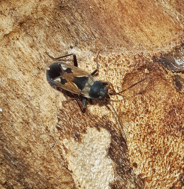 Rhyparochromus vulgaris - közönséges díszesbodobács