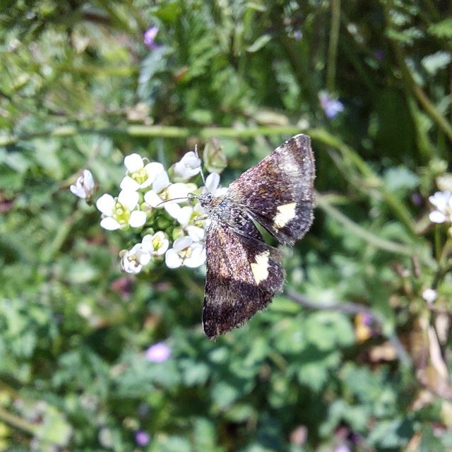 Panemeria tenebrata - apró sárgabagoly