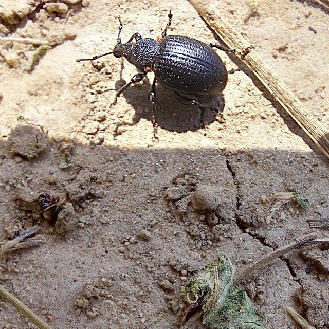 Otiorhynchus catenulatus - gyászos gyalogormányos