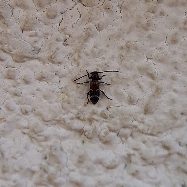Phymatodes alni - apró háncscincér Phymatodes alni - apró háncscincér