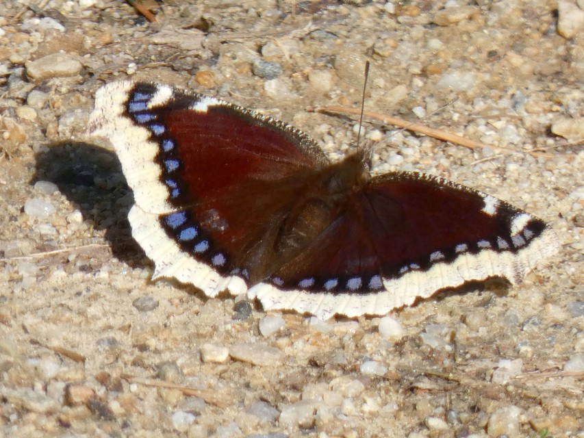 Nymphalis antiopa - gyászlepke