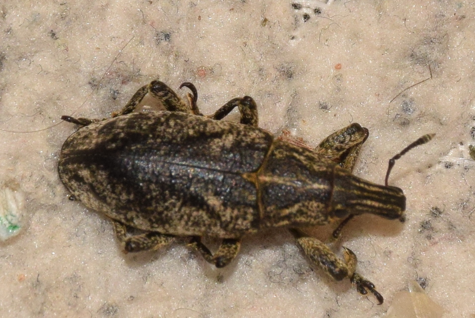 Cleonis pigra - közönséges bogáncsbarkó