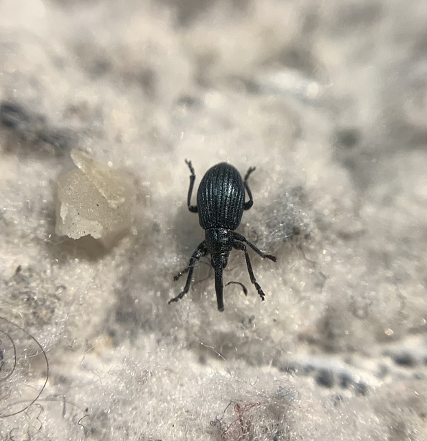 Mesotrichapion punctirostre - pontosorrú cickányormányos