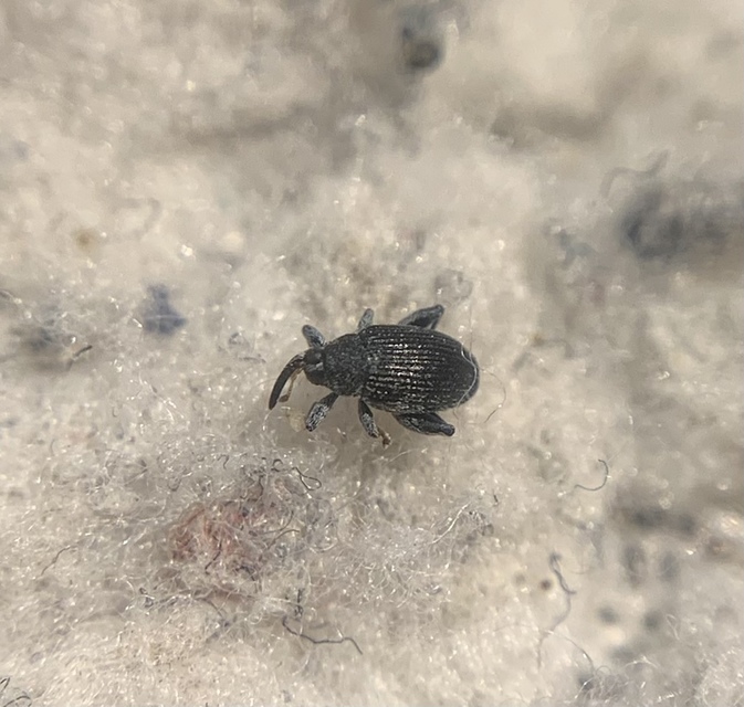 Pseudorchestes pratensis - imola-bolhaormányos