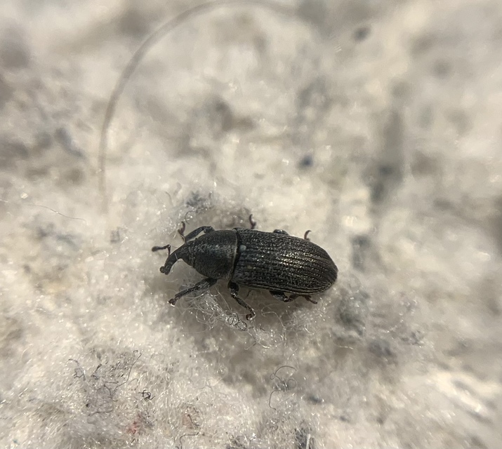 Mecinus pyraster - szélesnyakú útifűormányos