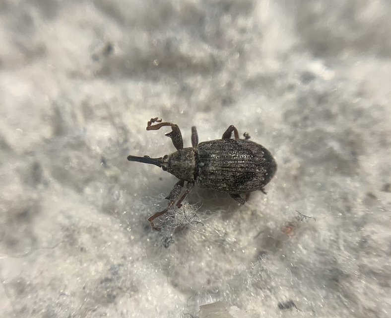 Anthonomus pomorum - alma-bimbólikasztó Anthonomus pomorum - alma-bimbólikasztó