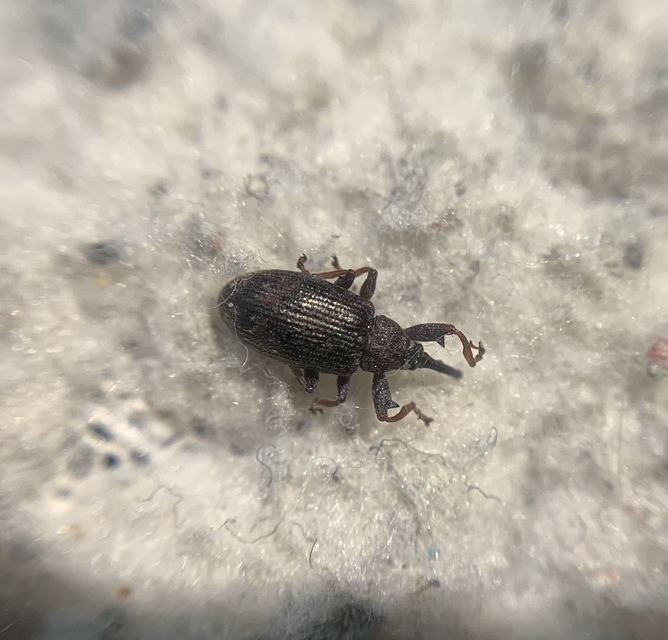 Anthonomus pomorum - alma-bimbólikasztó Anthonomus pomorum - alma-bimbólikasztó