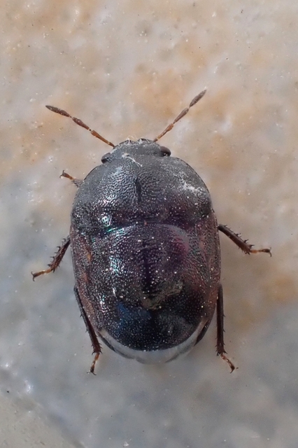 Thyreocoris fulvipennis