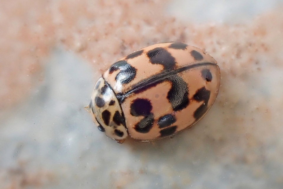 Oenopia conglobata - rózsás katica