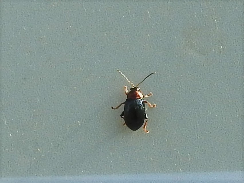 Crepidodera
