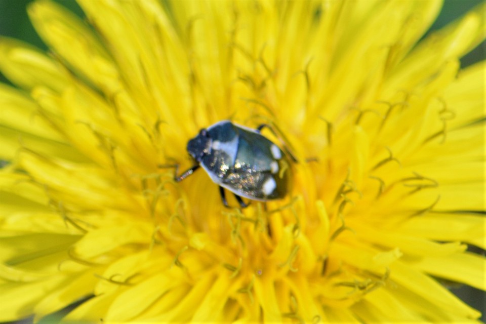Eurydema oleracea - paréjpoloska Eurydema oleracea - paréjpoloska